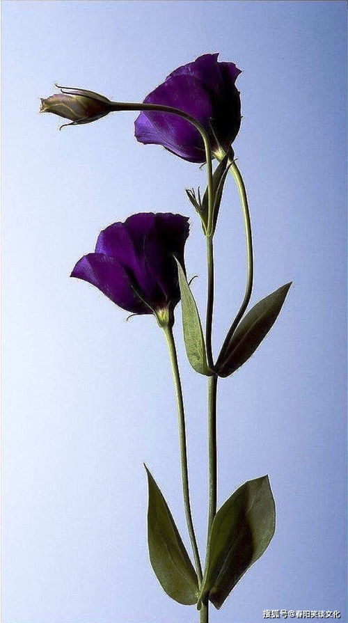 双“蕾”，花蕾初绽