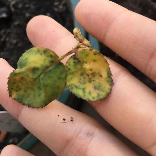 吡虫啉喷洒灭苍蝇，视频效果揭秘！