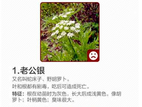 春天的野菜盛宴