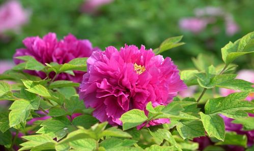 一、 遮阴：延长花期的小妙招