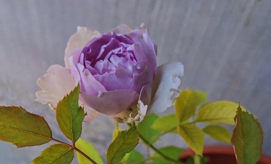 紫色花朵， 美得让人心动