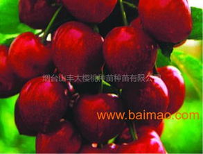 冷棚樱桃建园时如何根据大樱桃树苗的种植方法选择合适的树苗和栽植密度？