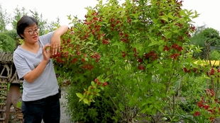 花园地栽植物，让家园焕发生机