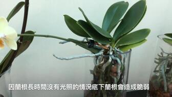 蝴蝶兰适合水培还是土培？哪种栽培方式更适合蝴蝶兰的生长