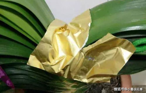 君子兰花箭夹的原因是什么？