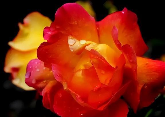 月季的种类和特点， 细数那些美好时光