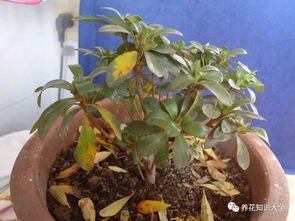 腐熟豆饼水：幼苗期的神奇宝贝