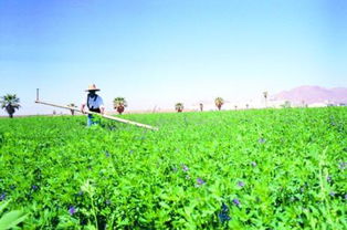 除草剂的危害与防护措施