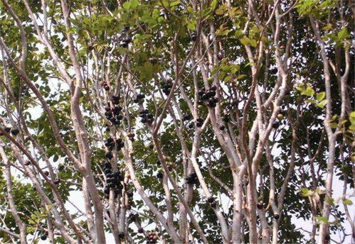 树葡萄的生长小贴士