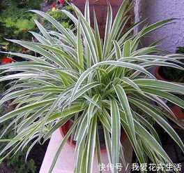 银心吊兰怎么养？如何让叶片更加翠绿