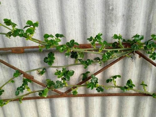 藤本月季不开花的常见原因