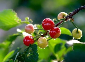 樱桃核的种植时机