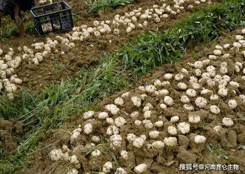 葫芦苗浇水过多会导致水涝，如何掌握浇水技巧避免水涝问题