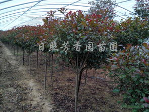 土壤、气候，者阝得讲究