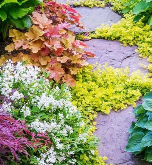 紫藤花：爬藤高手，美观又耐寒