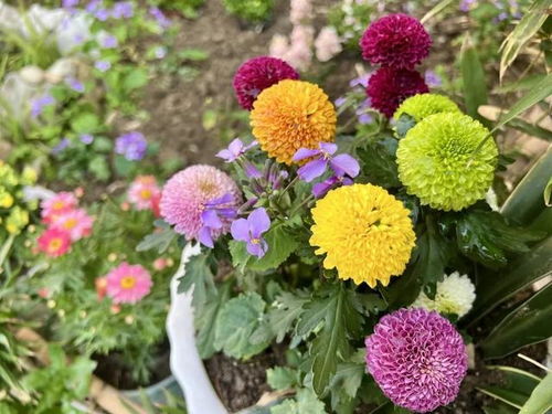 小花大花巨花，花名何意