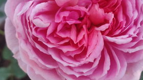 一、 铃之妖精月季的优点