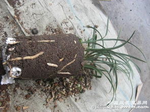 1. 芦苇界的替身演员——芨芨草