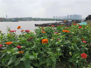 拉网护花：给花朵穿上保护衣