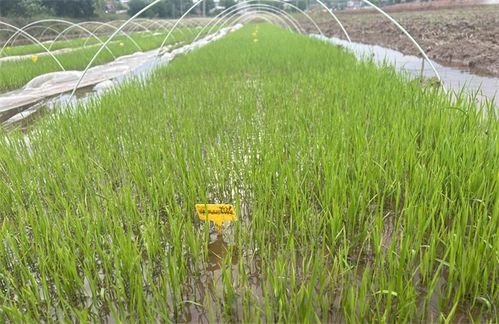 菁美丝香水稻：一种优质、高产、抗逆性强的新品种