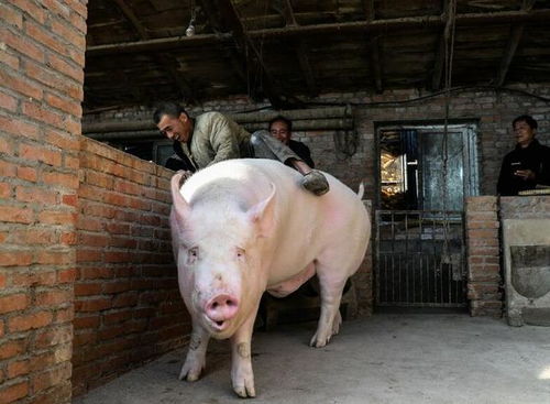 养猪如何实现不用人盯，机器就Neng提前预防猪病呢？