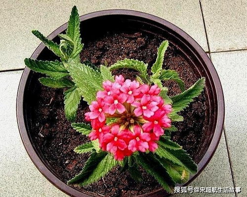 ▌闭眼入清单：手残党专属爆花机器