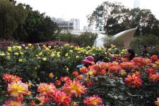 月季园游客体验