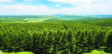 现实场景大揭秘：林子山坡的守护者