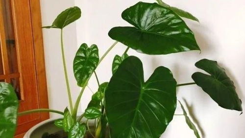 山茶：艳丽中的谨慎