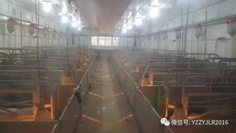 母猪产房管理漏洞一：产床清洁度如何保证