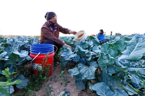 天鹅绒多肉种植时如何掌握光照、浇水、土壤等关键技巧以确保其健康生长