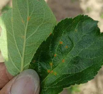 腈菌唑， 改善生长环境，减少病害