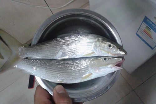 鲻鱼泥腥味如何去除？