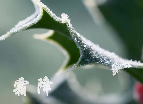 霜降了种菜好时机