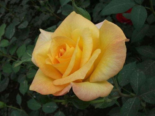 8款耐晒耐雨淋的月季品种， 总有一款是你的菜