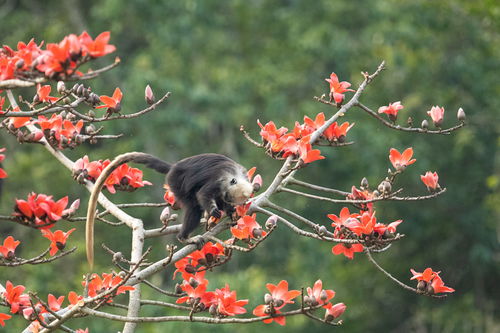 盛夏的树荫与木棉花的期待