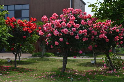 树状月季花硕大的秘密