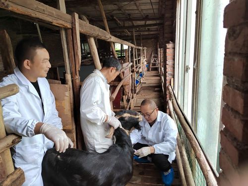 筑牢秋季畜牧防疫屏障，保障养殖安全