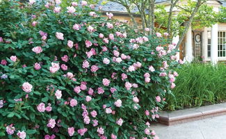 种植橙芒绝代佳人月季Orange Glow Knock Out的小技巧