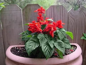 7. 盆栽花卉， 小空间大精彩