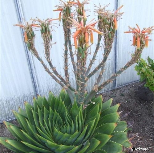 铁树种植小贴士：肥料选用大揭秘