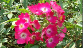 梅郎珍珠月季：Palmengarten Frankfurt的种植心得分享