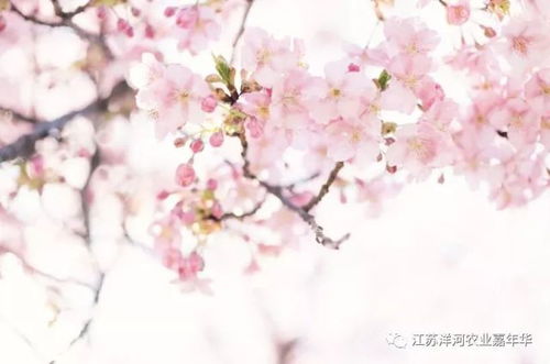 樱花的花语是“生命之美”，那么“樱花的花语‘生命之美’是否意味着它象征着短暂而绚烂的生命历程呢