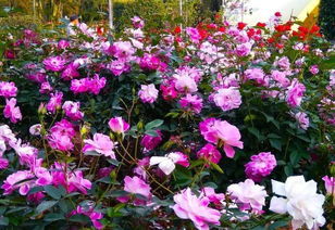 月季花水培怎么养护？如何让花朵更鲜艳