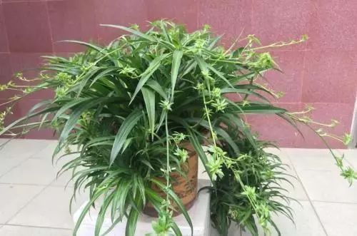 吊兰中间的梗，如何巧妙嵌入核心关键词