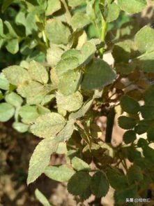 叶蜂的危害与防治