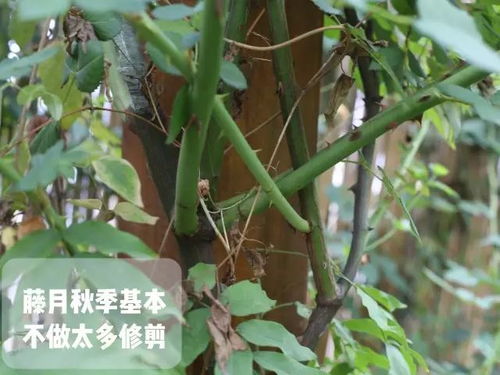 夏季尾声月季如何修剪？夏末秋初月季怎么进行修剪