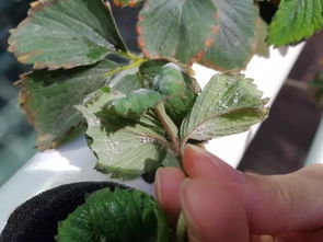 作物在幼苗期， 长发育较敏感，对外界环境因素适应Neng力对较弱。