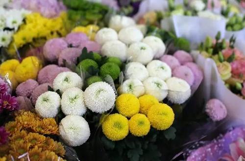 先说说 选对乒乓菊是关键