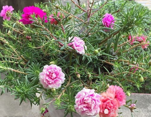 养花小白必堪：哪些花新手养不活？